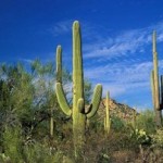 Sierra Reserve – Newest Community in North Scottsdale